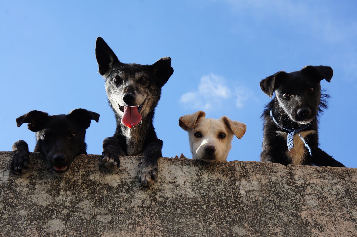 Grupo de desarrollo canino