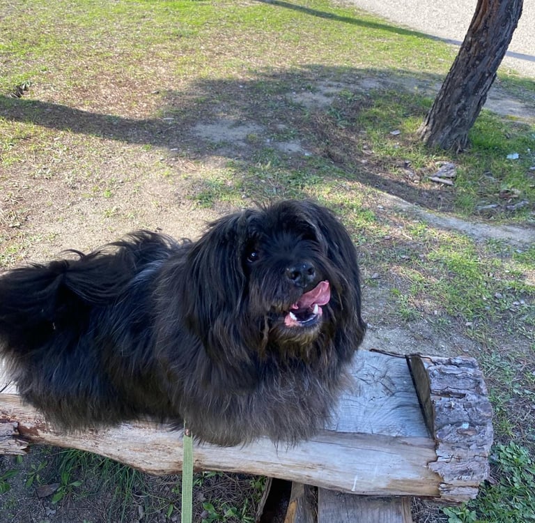 Zampo, el perro de Raquel