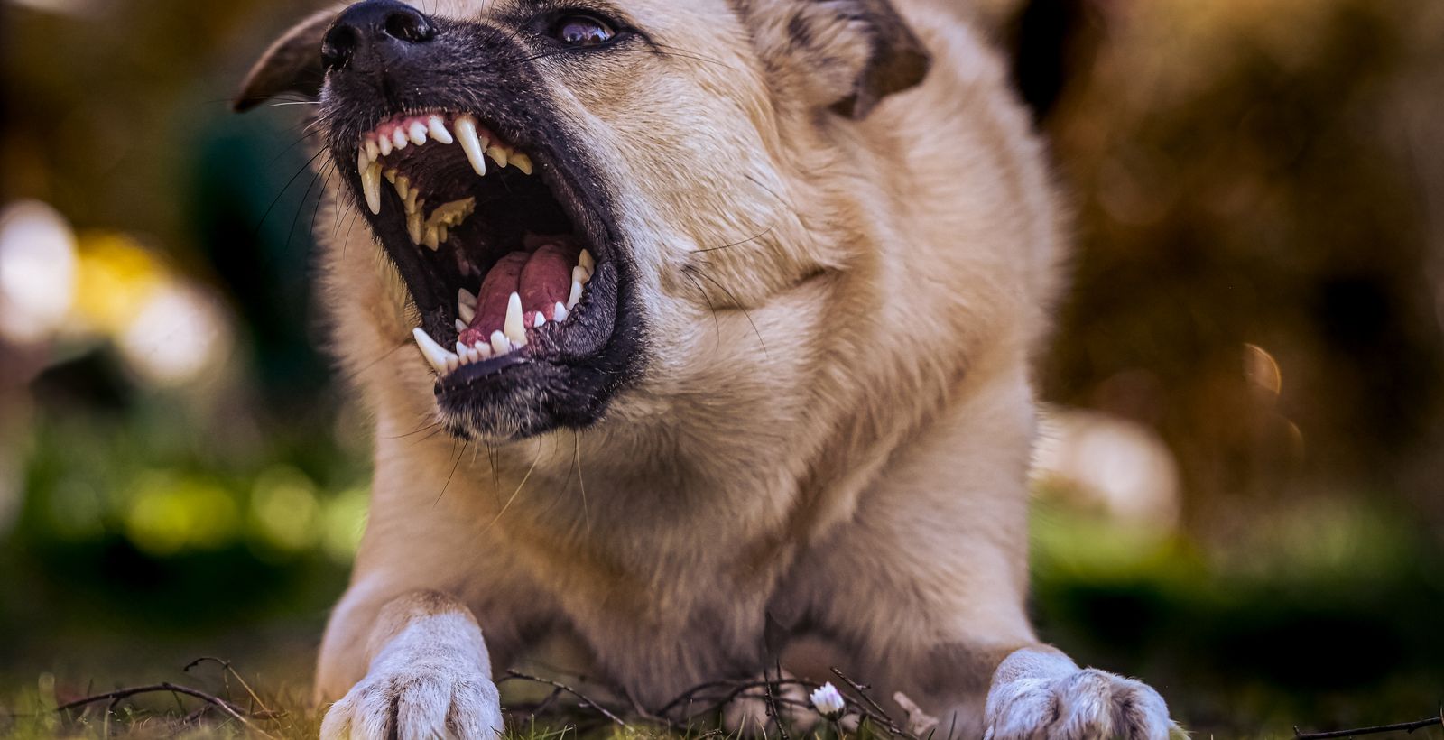 Perro agresivo