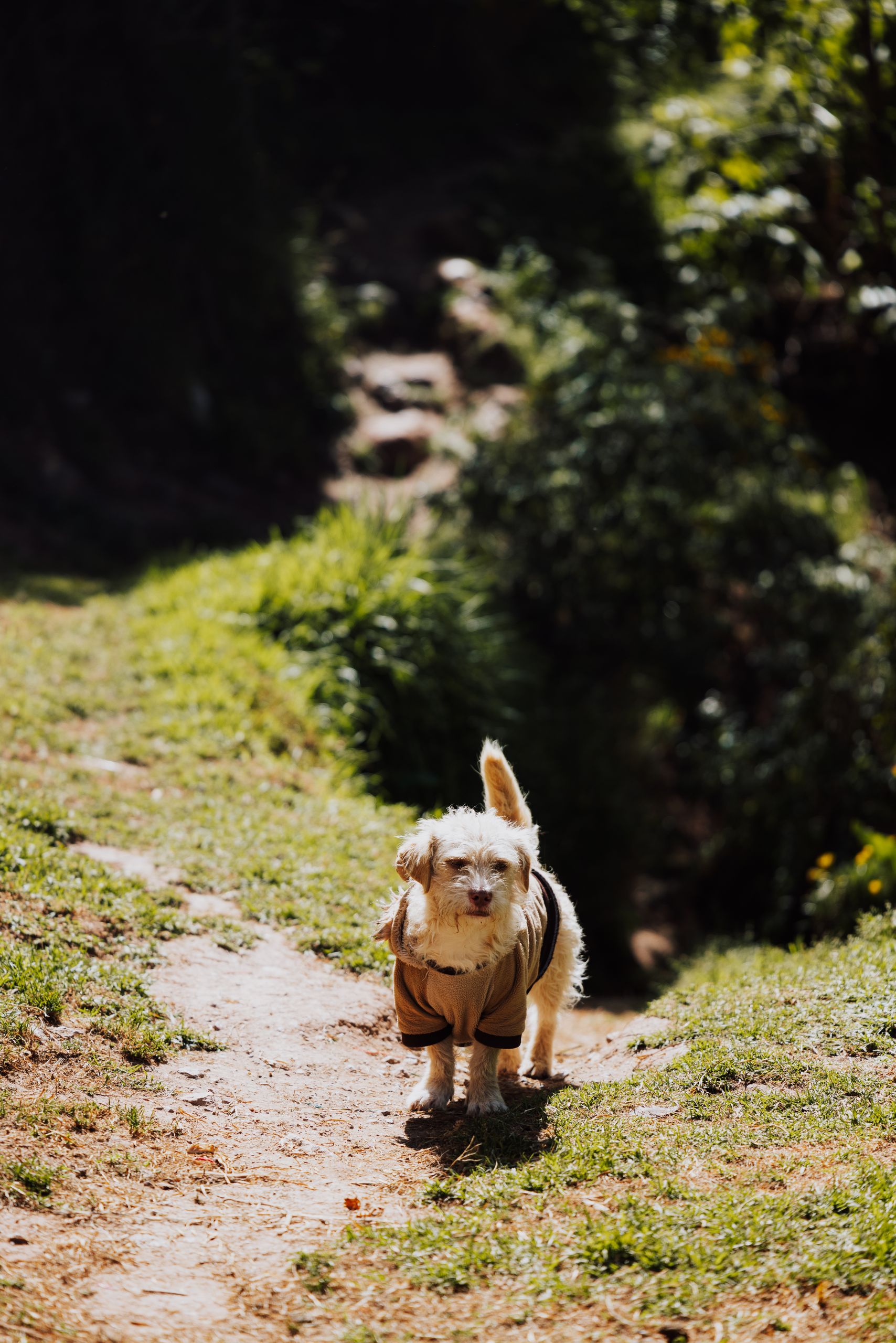 A cute dog in a coat exploring a sunny outdoor path in Cusco, Peru.