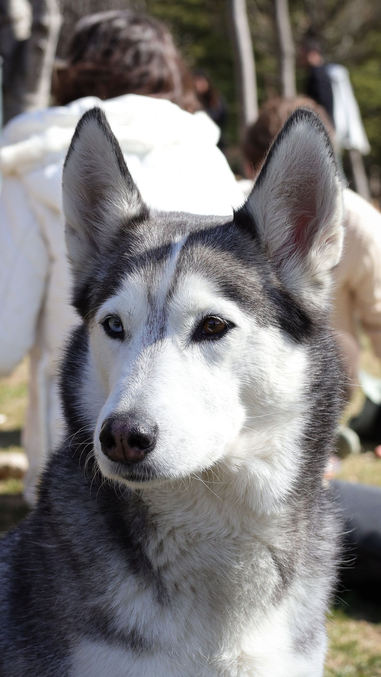 Close-up of a Siberian Husky outdoors in a sunny Ankara park.