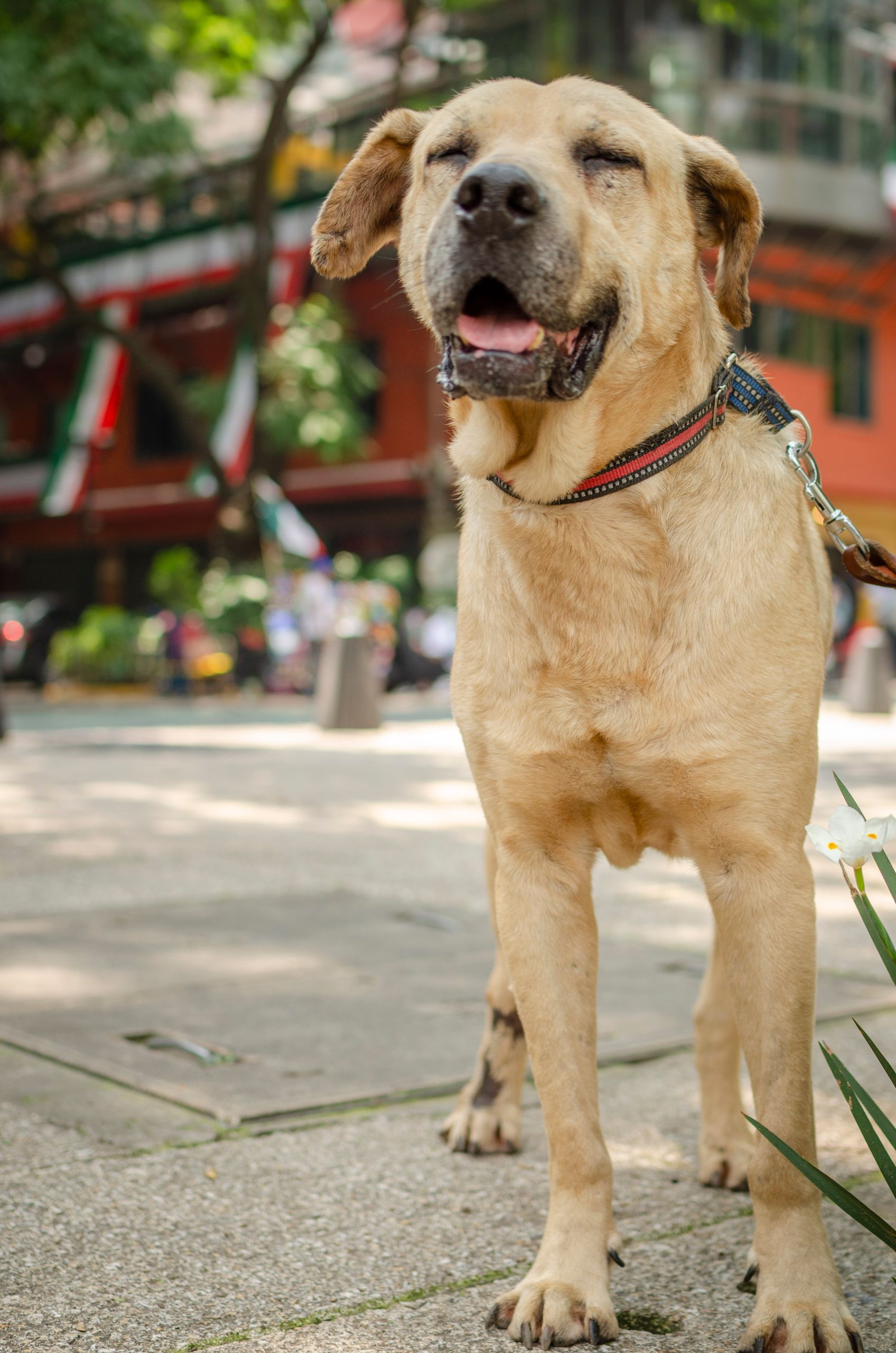 Joyful Labrador Retriever on a city street enjoying a sunny day.